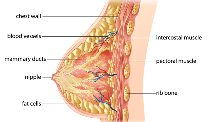 breastanatomybanner